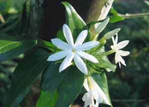 Ad: yasamin2.jpg
Gösterim: 234
Boyut: 25.9 KB