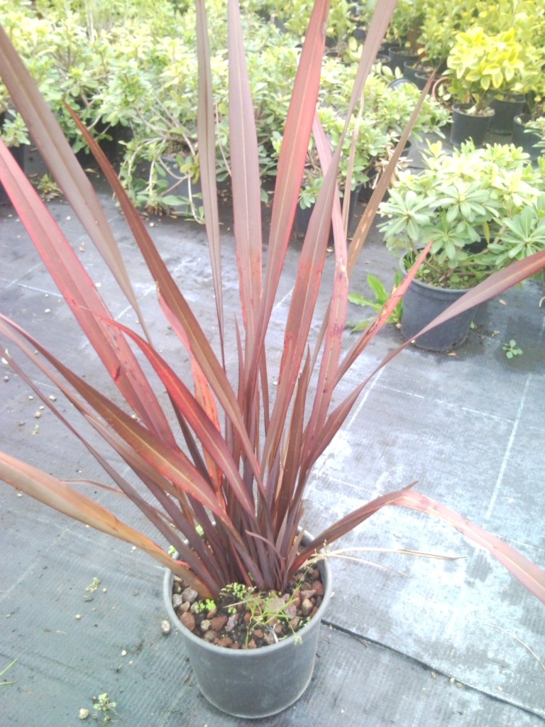 Ad:  snc01515-768x1024.jpg
Gsterim: 689
Boyut:  204.3 KB