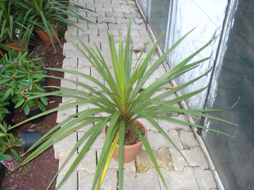 Ad:  cordyline-karolin.jpg
Gsterim: 630
Boyut:  106.2 KB