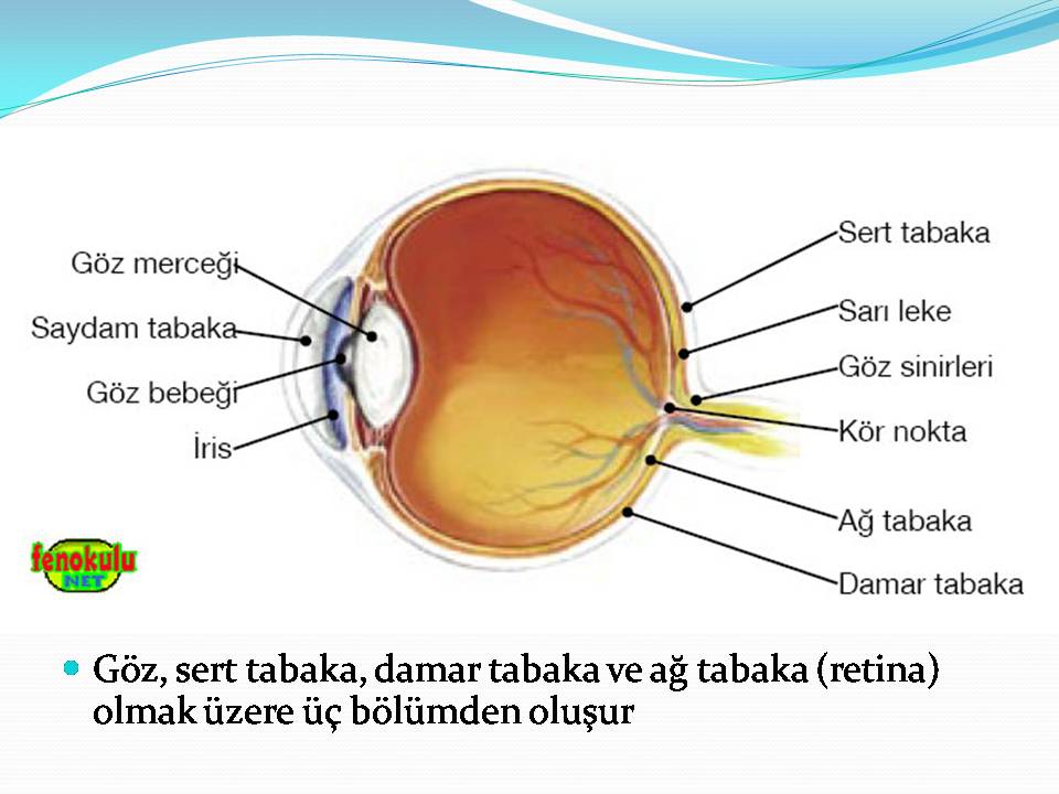 Ad: www.erguven.net-vUcudumuzdaki_sistemler_(4).JPG
Gösterim: 3430
Boyut: 66.9 KB