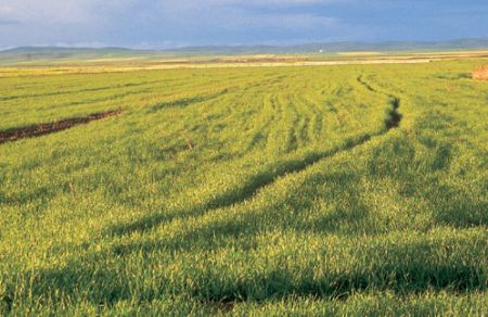 Ad:  aramba ovas.jpg
Gsterim: 18978
Boyut:  35.1 KB