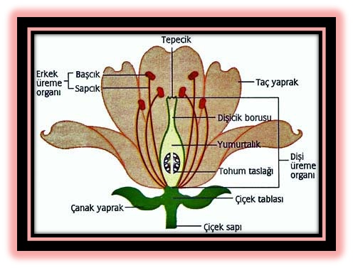 bitki anatomisi cicek
