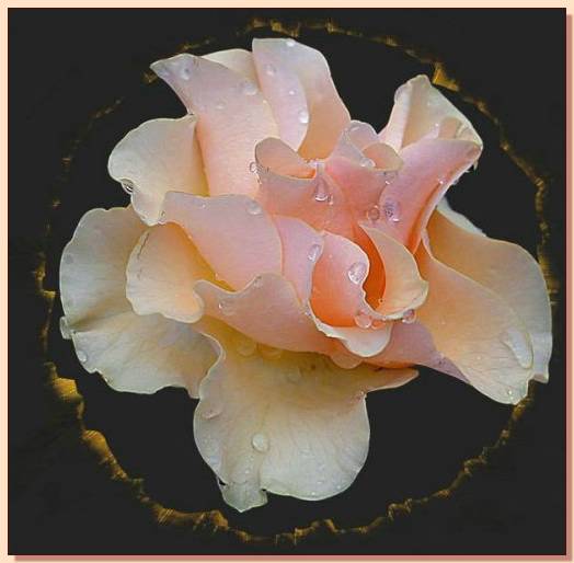 Ad:  gul_291.jpg
Gsterim: 435
Boyut:  29.0 KB