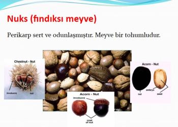 Ad: nuks meyve.JPG
Gösterim: 4807
Boyut: 24.9 KB