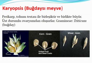 Ad:  karyopsis meyve.JPG
Gsterim: 4571
Boyut:  25.7 KB