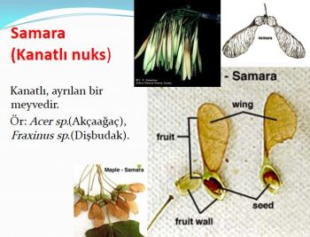 Ad:  samara meyve.JPG
Gsterim: 4530
Boyut:  29.6 KB