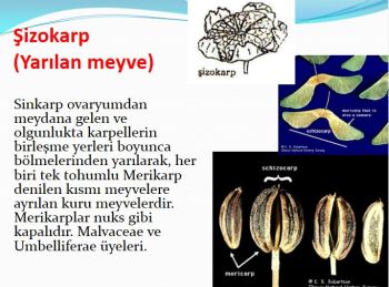 Ad: şizokarp meyve.JPG
Gösterim: 5263
Boyut: 32.6 KB