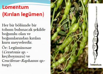 Ad:  lomentum.JPG
Gsterim: 4266
Boyut:  31.9 KB