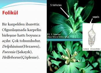 Ad: folikül meyve.JPG
Gösterim: 4346
Boyut: 29.2 KB