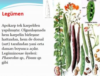 Ad: legümen meyve.JPG
Gösterim: 4585
Boyut: 32.0 KB