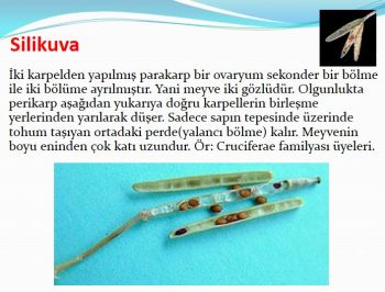 Ad: silikuva.JPG
Gösterim: 4569
Boyut: 29.6 KB