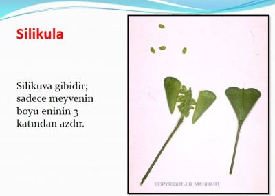 Ad: silikula.JPG
Gösterim: 4545
Boyut: 20.5 KB