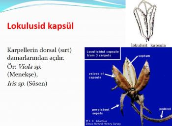 Ad:  lokulusid kapsl.JPG
Gsterim: 708
Boyut:  22.8 KB