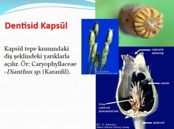 Ad:  dentisid kapsl.JPG
Gsterim: 632
Boyut:  25.2 KB