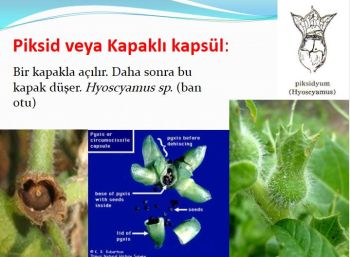 Ad:  kapakl kapsl.JPG
Gsterim: 611
Boyut:  28.4 KB