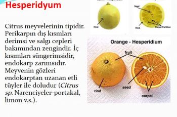 Ad:  hesperidium meyve.JPG
Gsterim: 782
Boyut:  27.7 KB