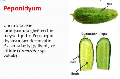 Ad:  peponidyun meyve.JPG
Gsterim: 683
Boyut:  25.5 KB
