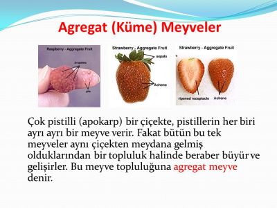 Ad:  agregat meyve.jpg
Gsterim: 539
Boyut:  26.2 KB
