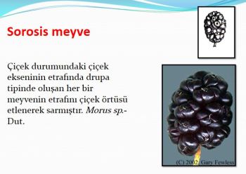Ad:  sorosis.JPG
Gsterim: 500
Boyut:  23.1 KB