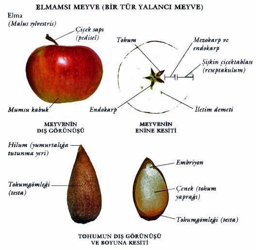 Ad:  elma.jpg
Gsterim: 5061
Boyut:  58.6 KB