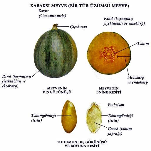 Ad:  kabak.jpg
Gsterim: 3168
Boyut:  57.7 KB