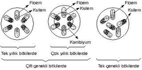 Ad:  letim-Demetleri.jpg
Gsterim: 1554
Boyut:  25.1 KB