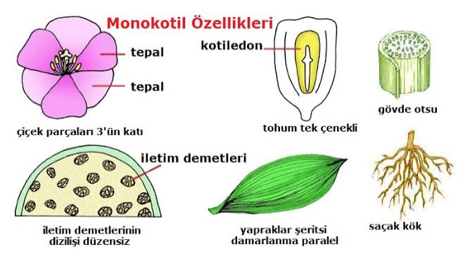 Ad:  monokotil.JPG
Gsterim: 2613
Boyut:  49.5 KB