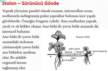 Ad:  gvde1.JPG
Gsterim: 3377
Boyut:  28.4 KB