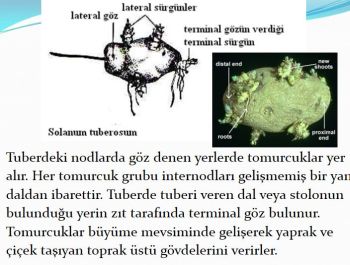 Ad:  gvde6.JPG
Gsterim: 2923
Boyut:  32.8 KB