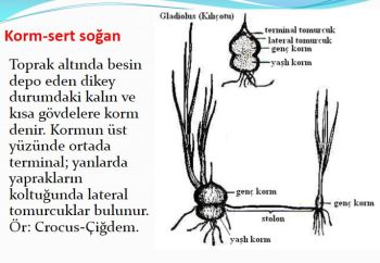Ad:  gvde7.JPG
Gsterim: 3474
Boyut:  26.5 KB