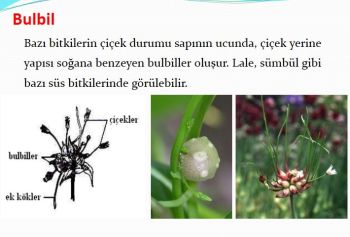 Ad:  gvde10.JPG
Gsterim: 2872
Boyut:  23.5 KB