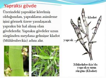 Ad:  gvde13.JPG
Gsterim: 3139
Boyut:  31.2 KB