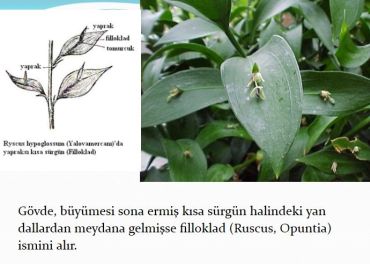 Ad:  gvde14.JPG
Gsterim: 3188
Boyut:  27.7 KB