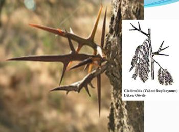 Ad:  gvde16.JPG
Gsterim: 2219
Boyut:  23.8 KB