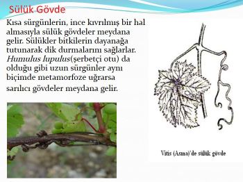 Ad:  gvde18.JPG
Gsterim: 2112
Boyut:  30.7 KB