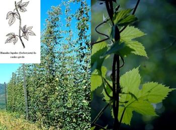 Ad:  gvde19.JPG
Gsterim: 2166
Boyut:  34.9 KB