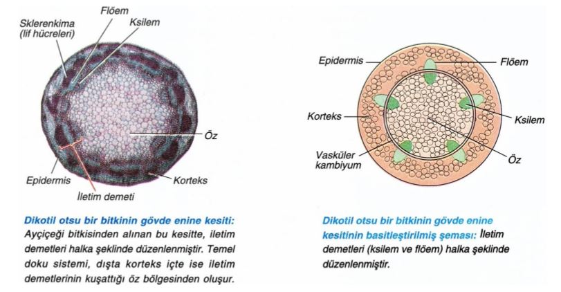 Ad:  otsu gvde ii1.JPG
Gsterim: 9010
Boyut:  64.0 KB