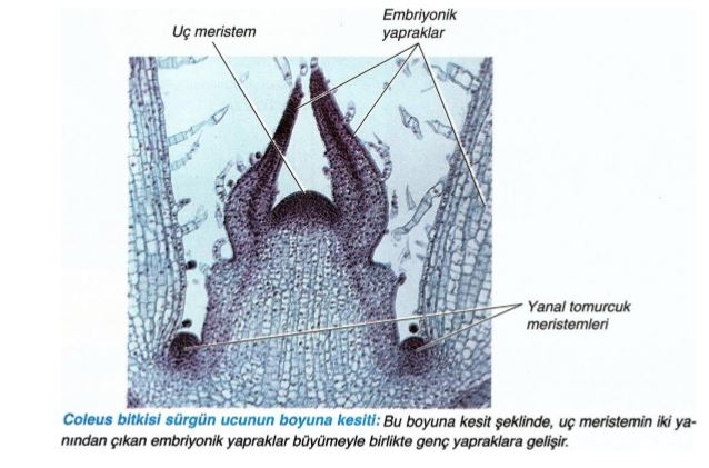 Ad:  gvde1bymesi.JPG
Gsterim: 1930
Boyut:  52.8 KB