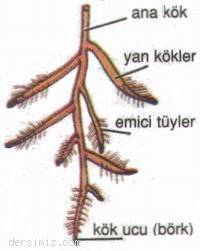 Ad: kök4.jpg
Gösterim: 2598
Boyut: 10.3 KB Ad: kök4.jpg
Gösterim: 2598
Boyut: 10.3 KB