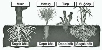 Ad: kök3.jpg
Gösterim: 2740
Boyut: 29.7 KB Ad: kök3.jpg
Gösterim: 2740
Boyut: 29.7 KB
