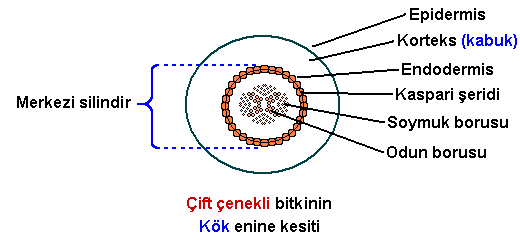 Ad:  kök1.PNG
Gösterim: 5215
Boyut:  9.2 KB
