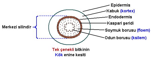 Ad: kök5.JPG
Gösterim: 3034
Boyut: 35.1 KB Ad: kök5.JPG
Gösterim: 3034
Boyut: 35.1 KB