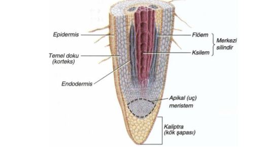 Ad: kök6.JPG
Gösterim: 5510
Boyut: 23.4 KB Ad: kök6.JPG
Gösterim: 5510
Boyut: 23.4 KB