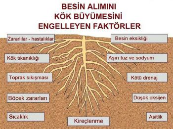 Ad: kök8.jpg
Gösterim: 2502
Boyut: 29.2 KB Ad: kök8.jpg
Gösterim: 2502
Boyut: 29.2 KB