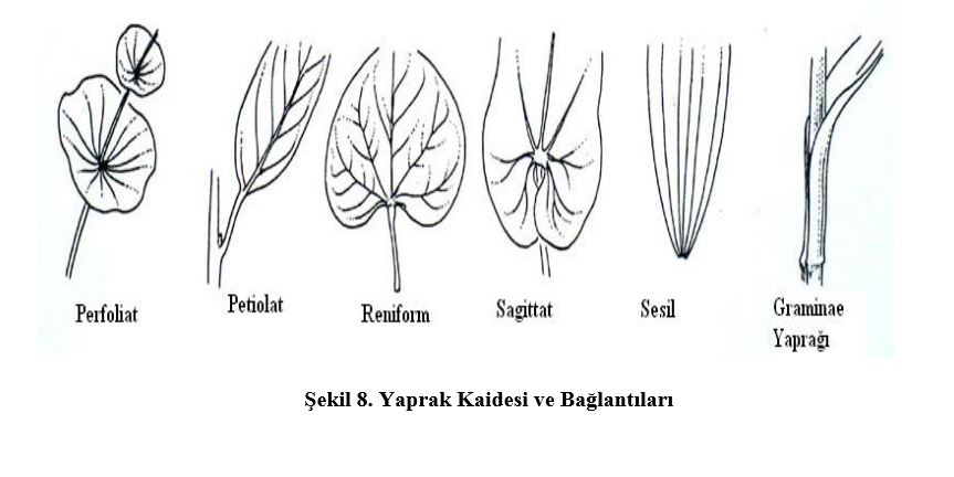 Ad:  yapr3.JPG
Gsterim: 11120
Boyut:  47.5 KB