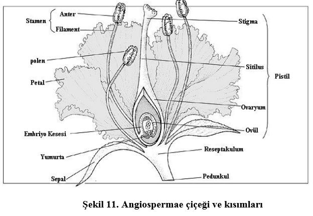 Ad: çiç1.JPG
Gösterim: 6218
Boyut: 53.7 KB