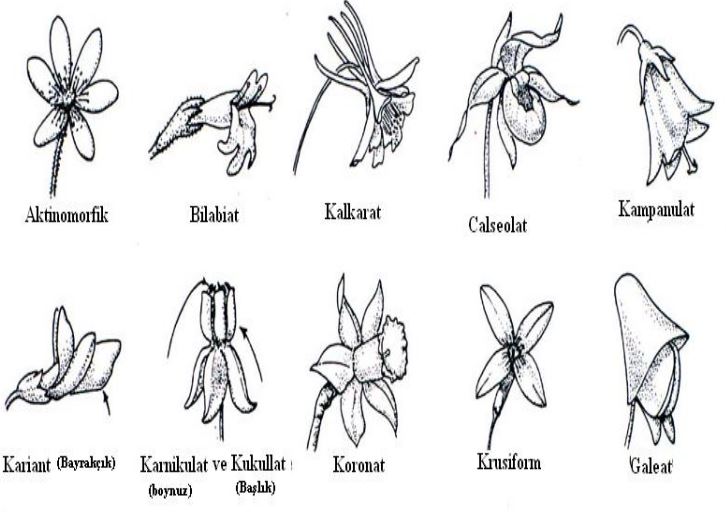 Ad: çiç2.JPG
Gösterim: 3931
Boyut: 58.9 KB