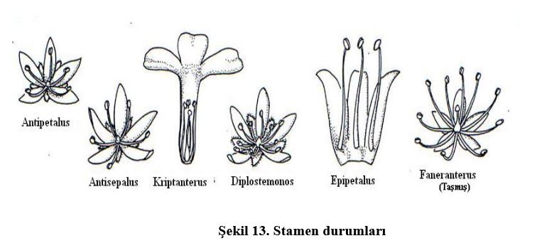 Ad: çiç4.JPG
Gösterim: 3440
Boyut: 42.7 KB