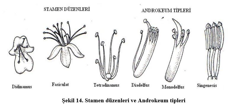 Ad: çiç5.JPG
Gösterim: 5409
Boyut: 49.3 KB