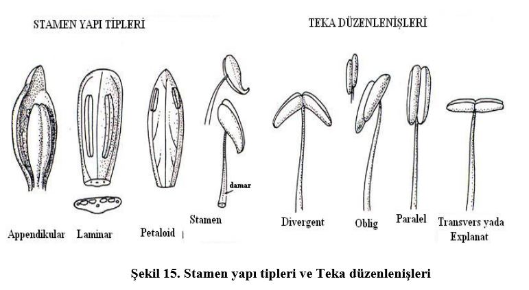 Ad: çiç6.JPG
Gösterim: 3922
Boyut: 51.0 KB